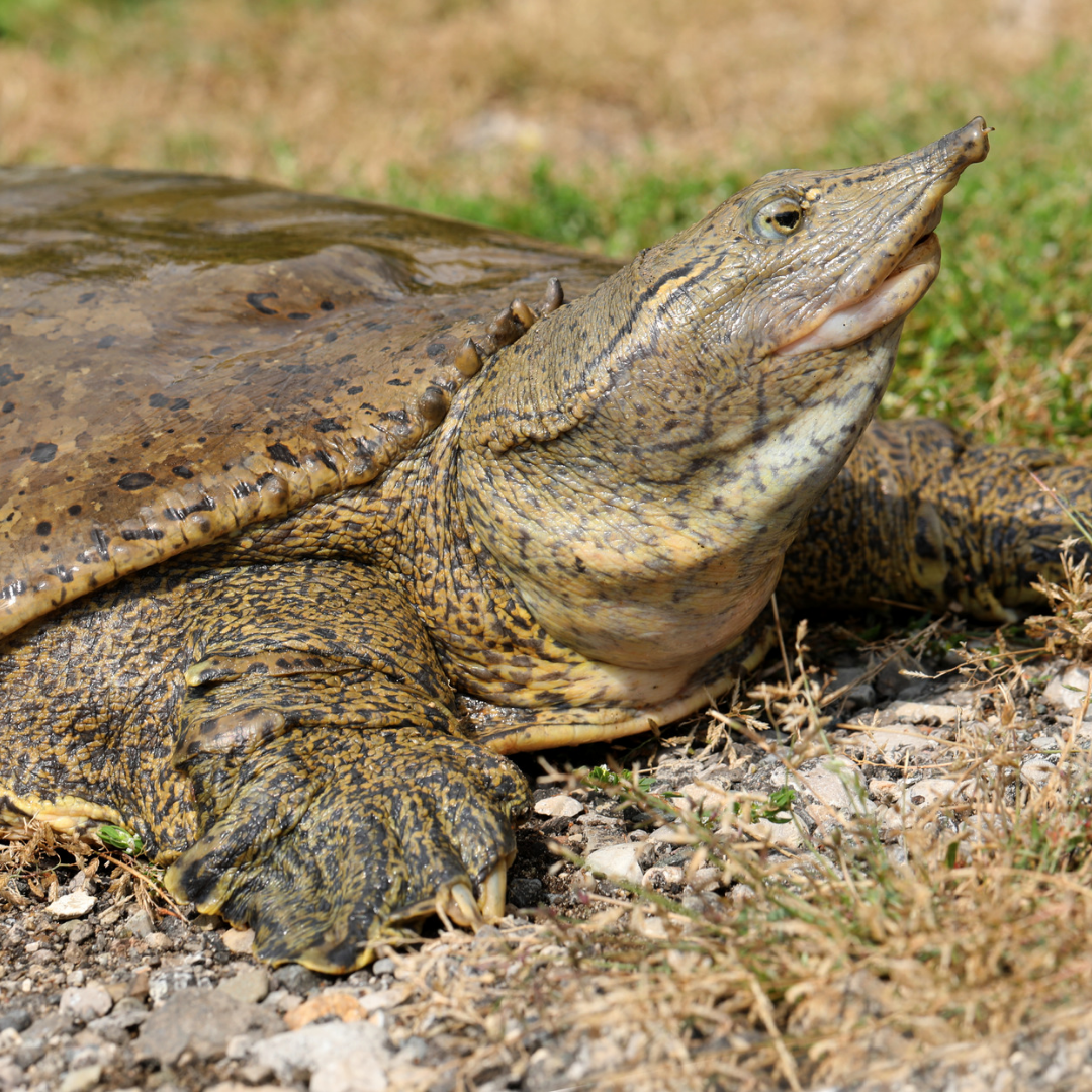 Spiny Softshell Turtles for sale